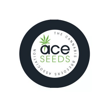 Ace Seeds Regular